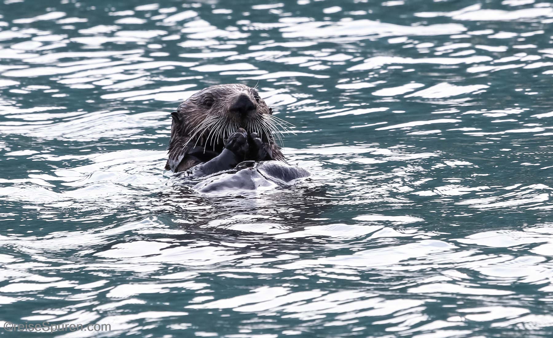 Seeotter