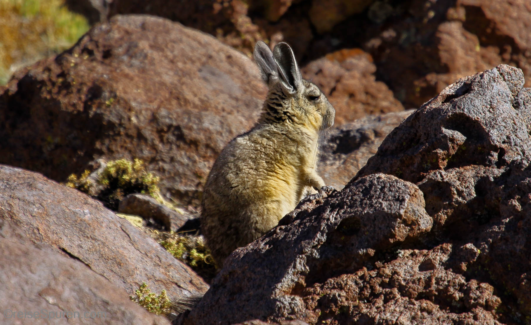 Viscacha (Chinchilla)