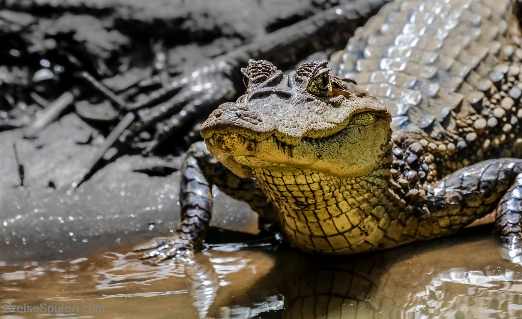 Krokodilkaiman
