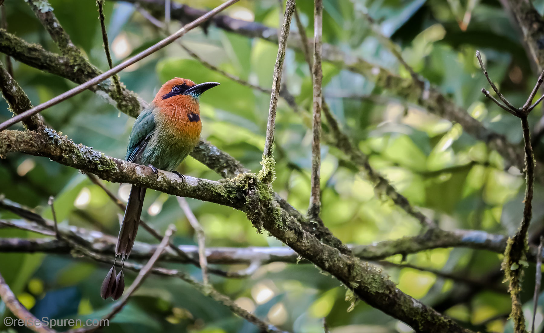 Broad Billed Motmot