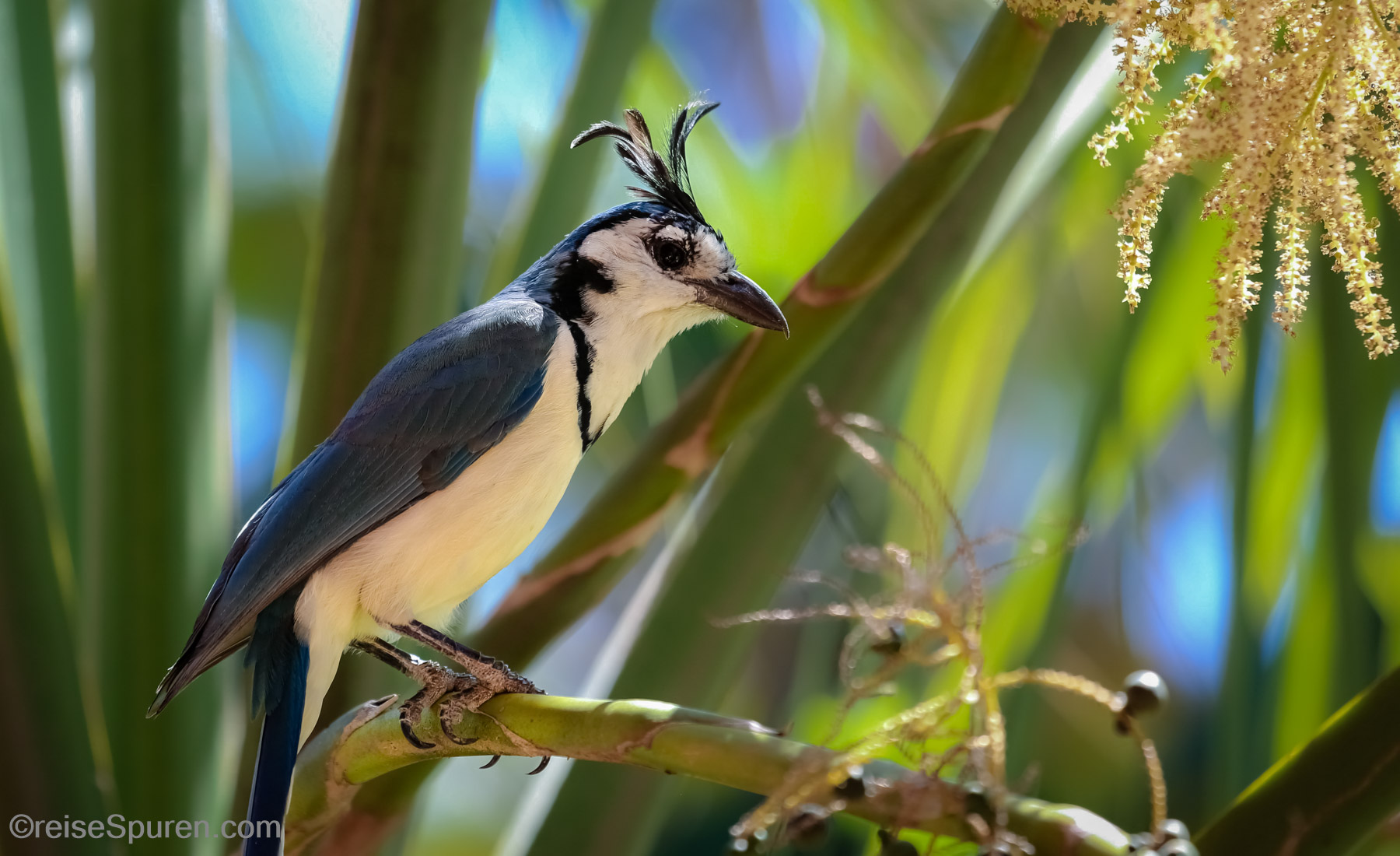 White Throated Magpie Jay