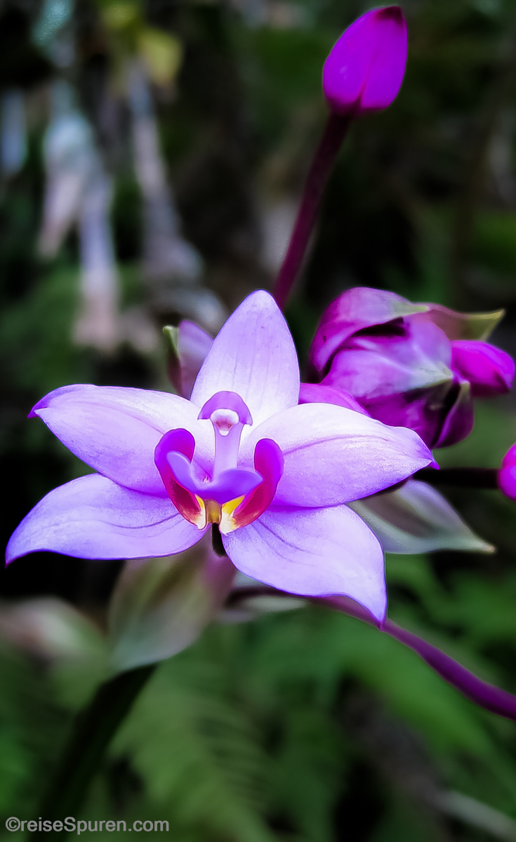 Orchidee Na Pali Coast
