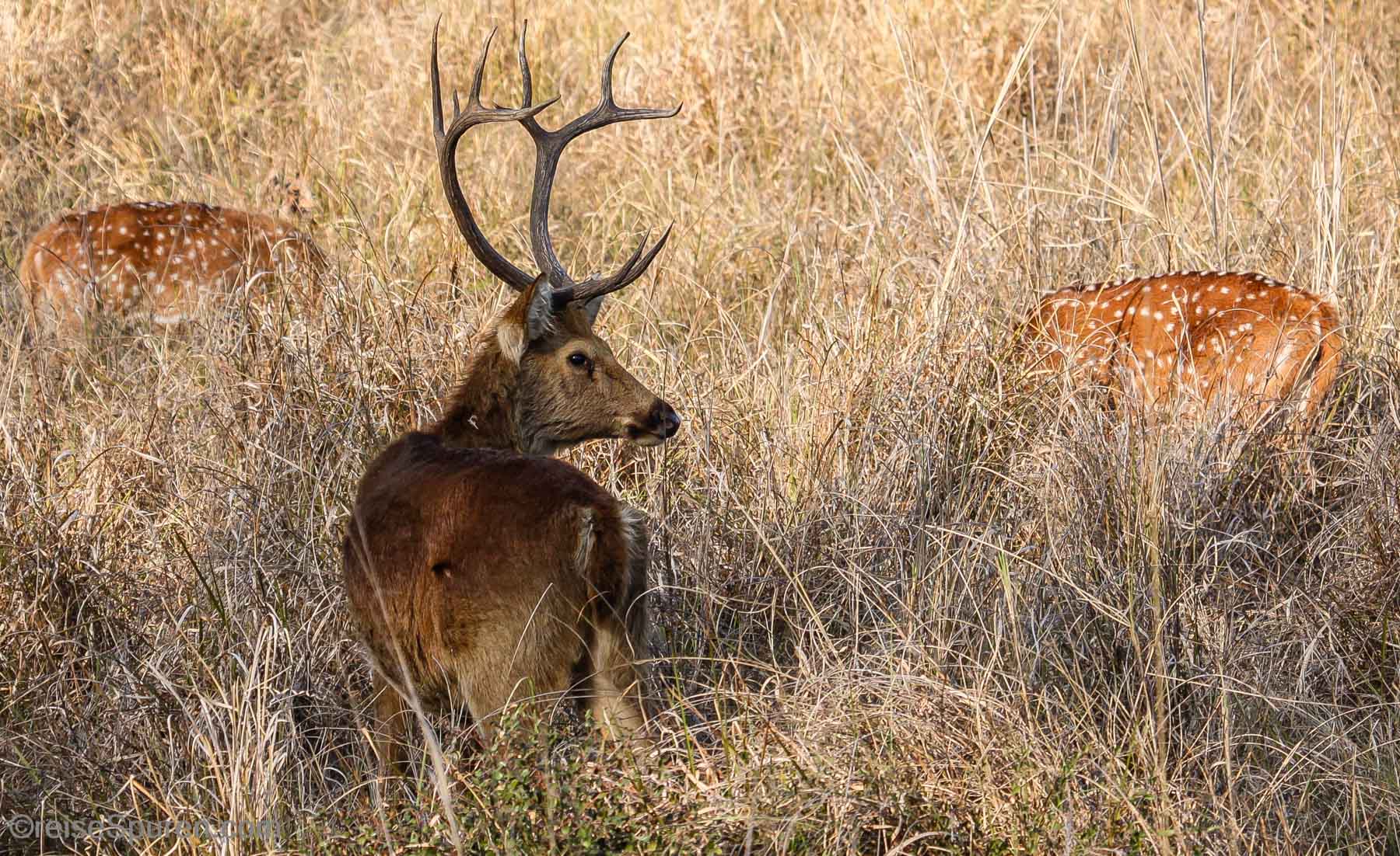 Zackenhirsch (Barasingha)
