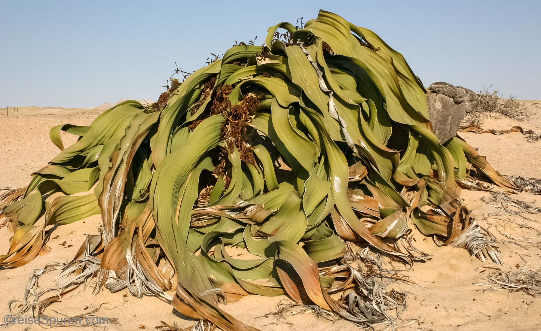 Welwitschia eine der ältesten Pflanzen der Welt
