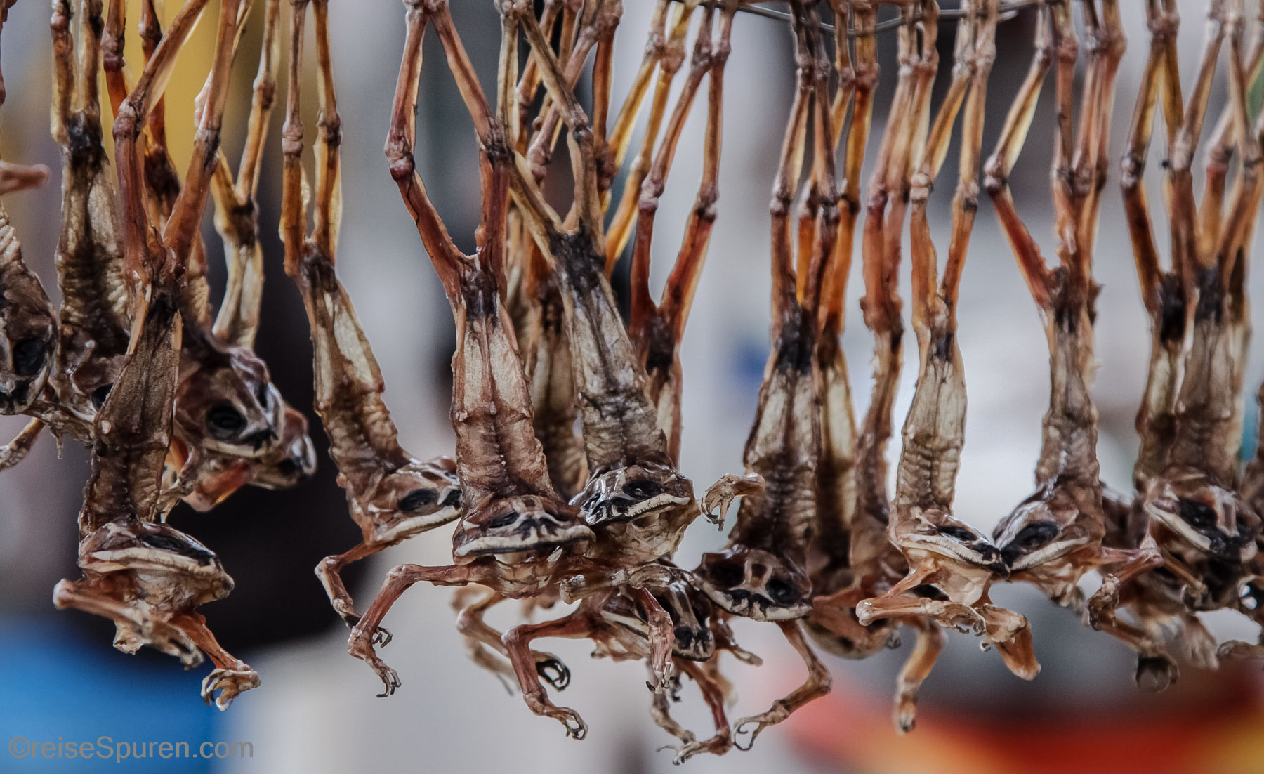 Getrocknete Frösche - peruanische Chips