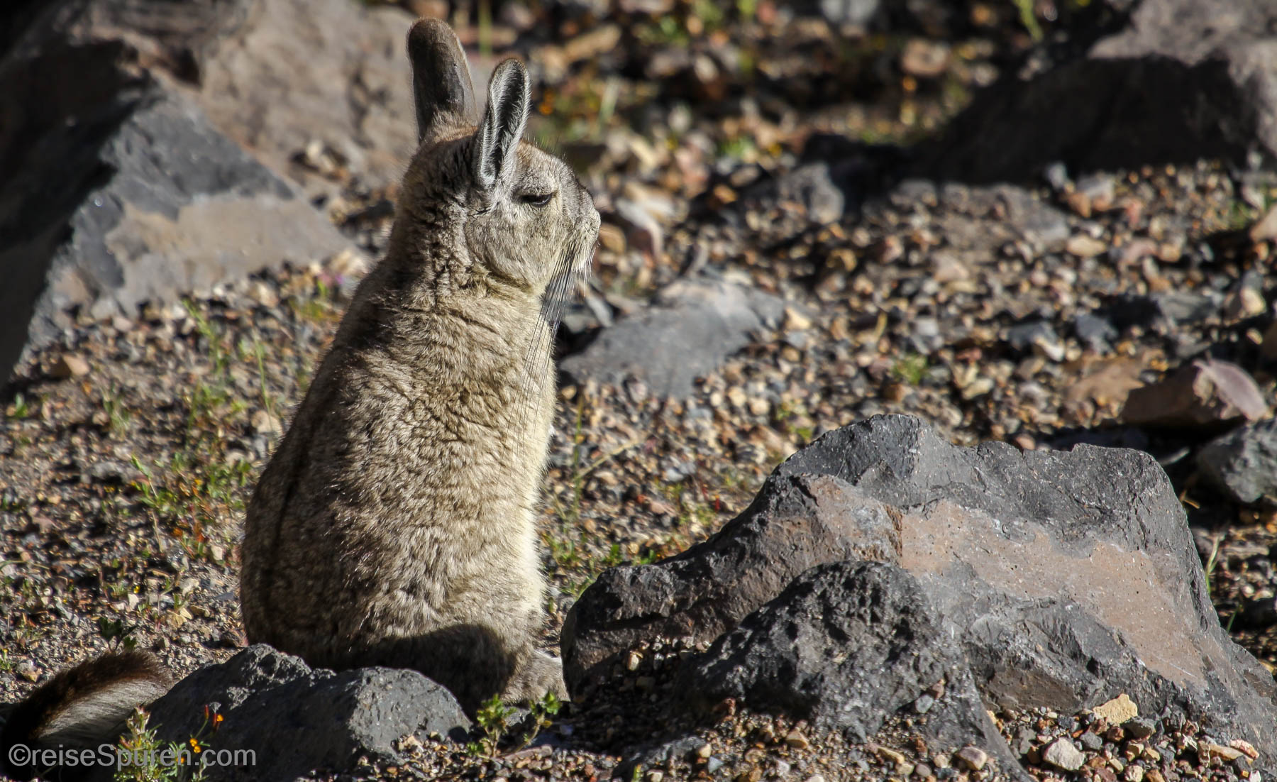 Bergviscacha
