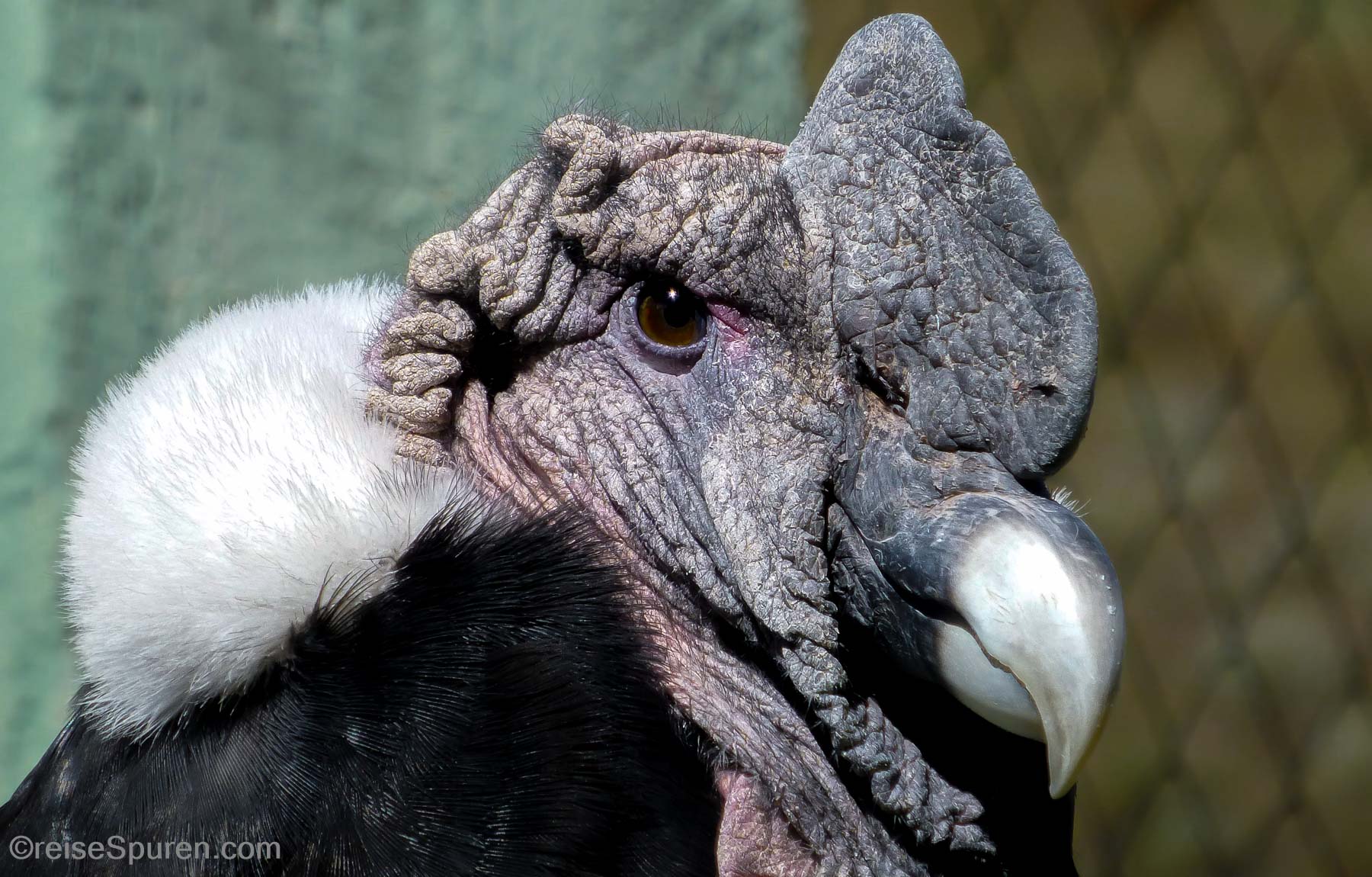 Anden Kondor in Pflegestation