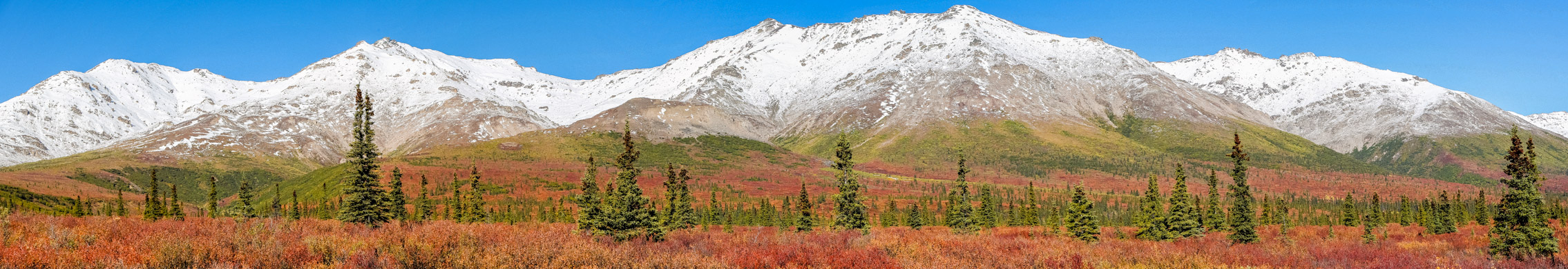 Denali NP in Herbstfärbung