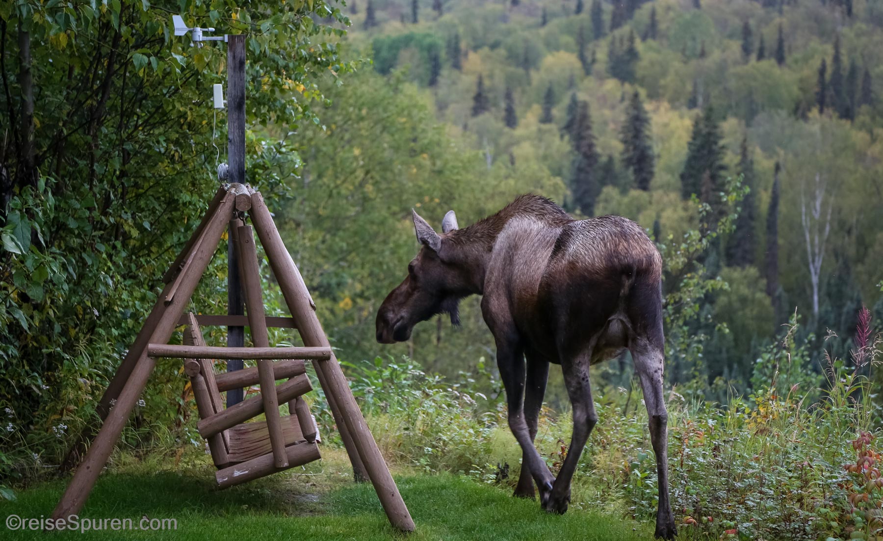 Genau der richtige Platz für einen Elch